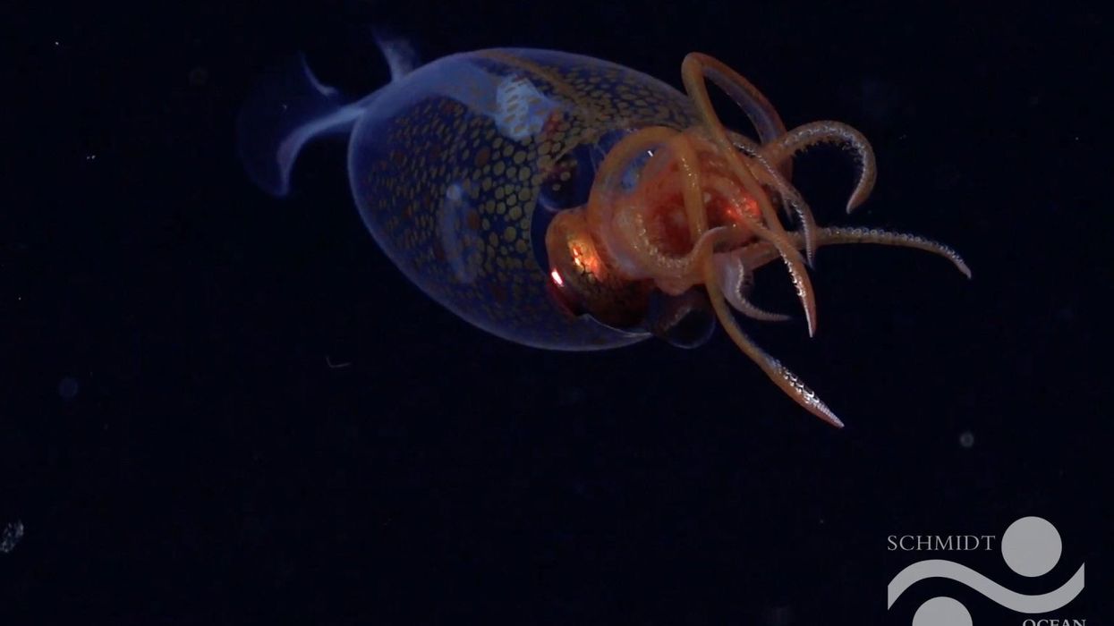 Scientists capture first-ever video of the Colossal Squid in the deep sea