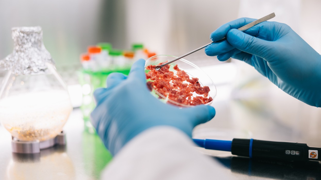 Food In Lab Lab-grown food may hit UK shelves in two years | EasternEye