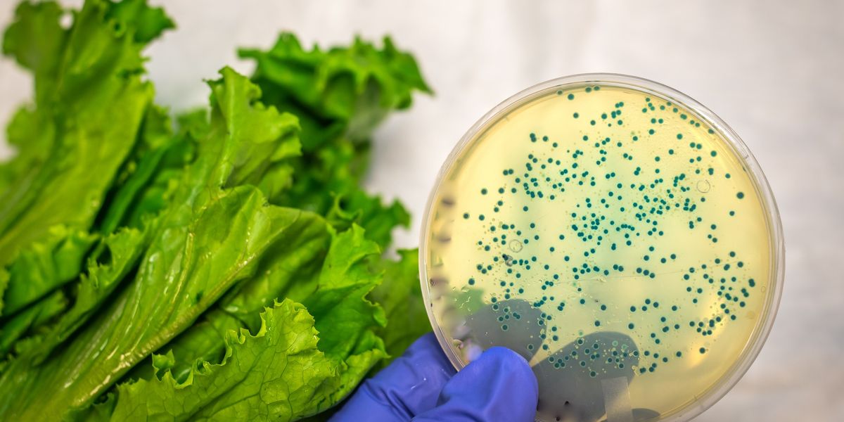 E. coli cases up 26% in UK as salad leaf outbreaks lead to hospitalisations and deaths
