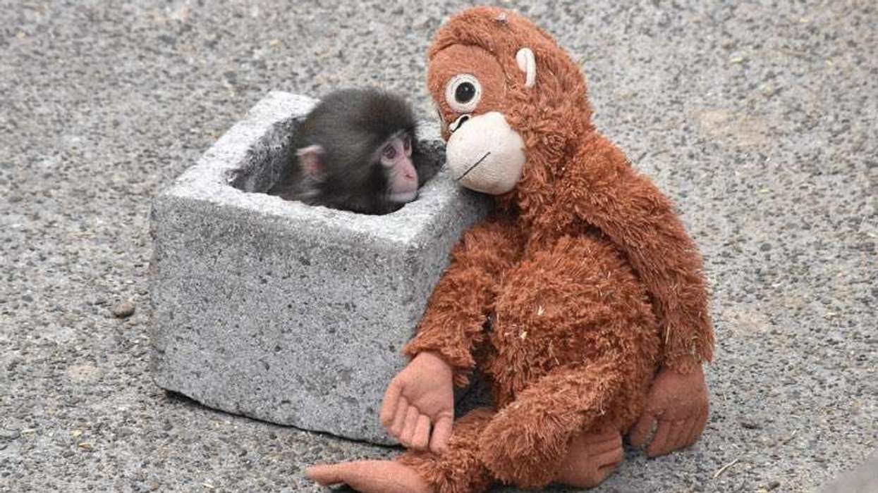 Punch, the viral baby monkey, begins to find companionship after global concern