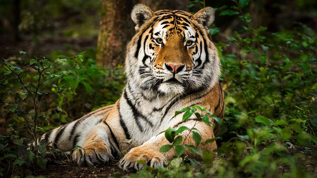6 reasons there is an increase in tiger attacks in the last three years in India