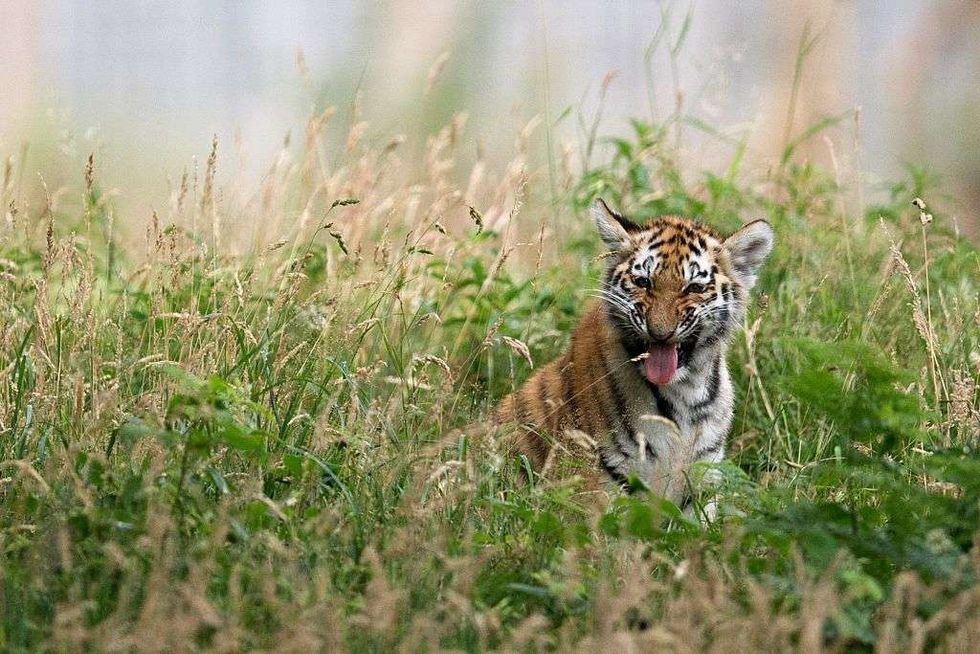 tiger