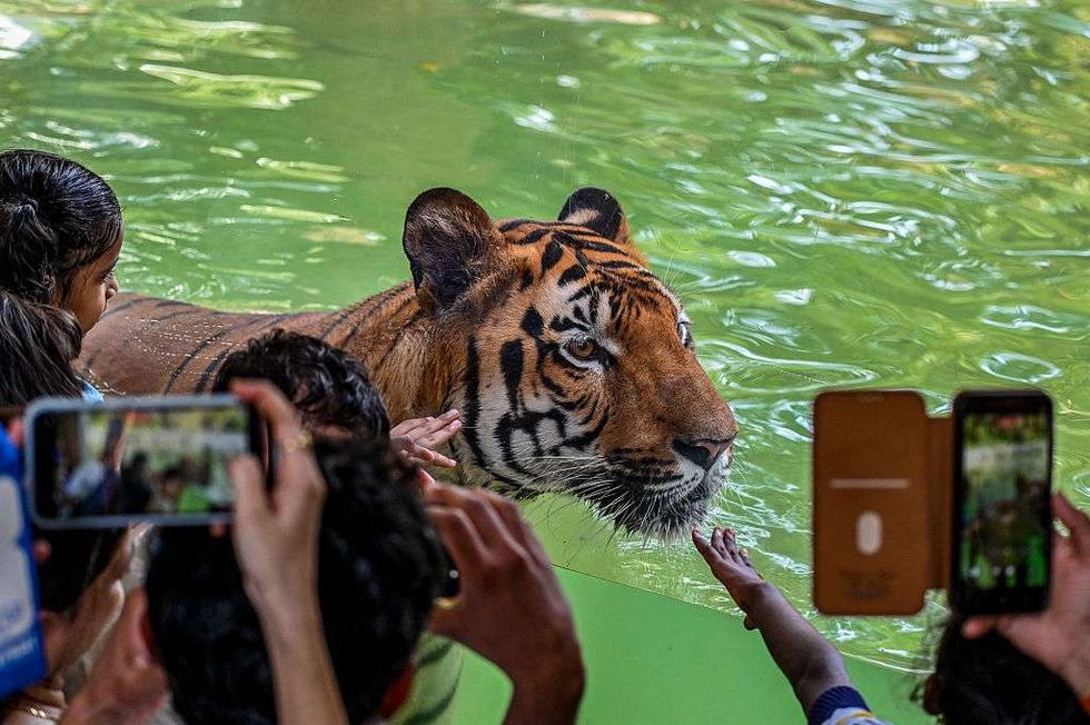 tiger