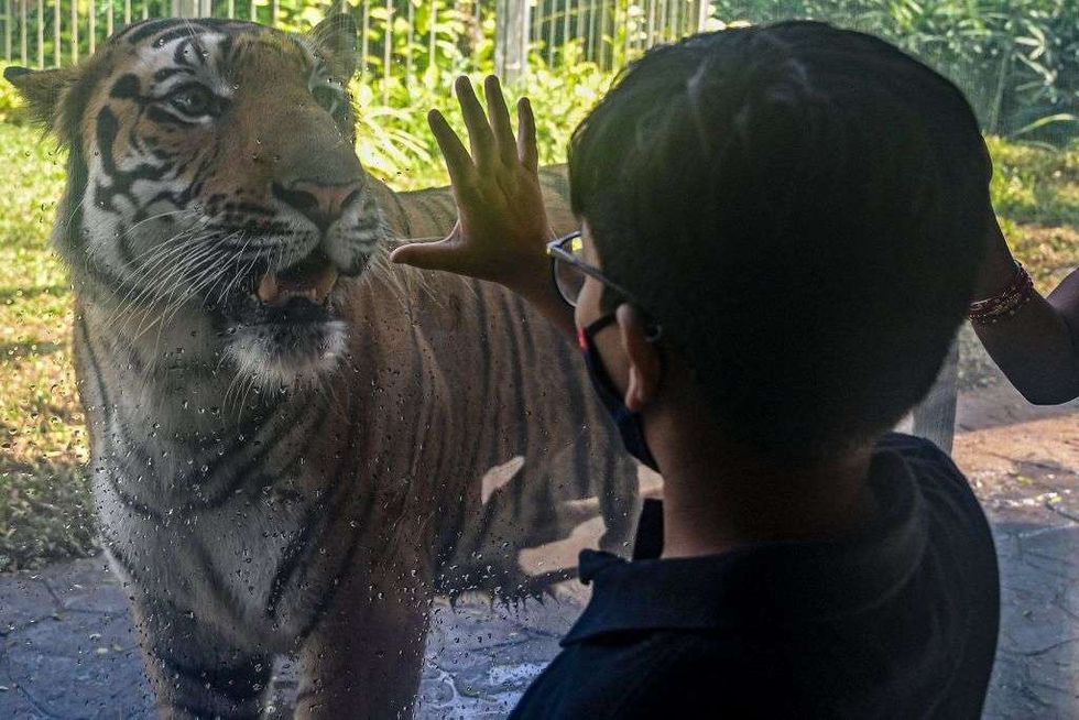 tiger