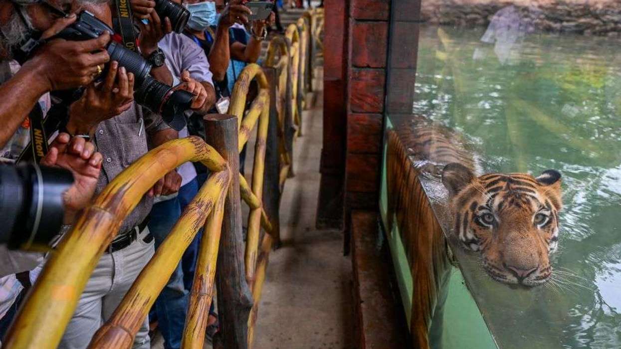 tiger