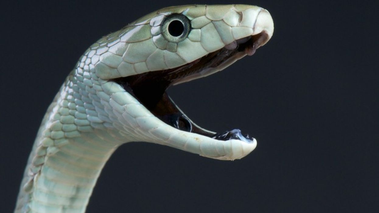 Tim Friede’s Snakebite Trials Pave Way for Universal Antivenom