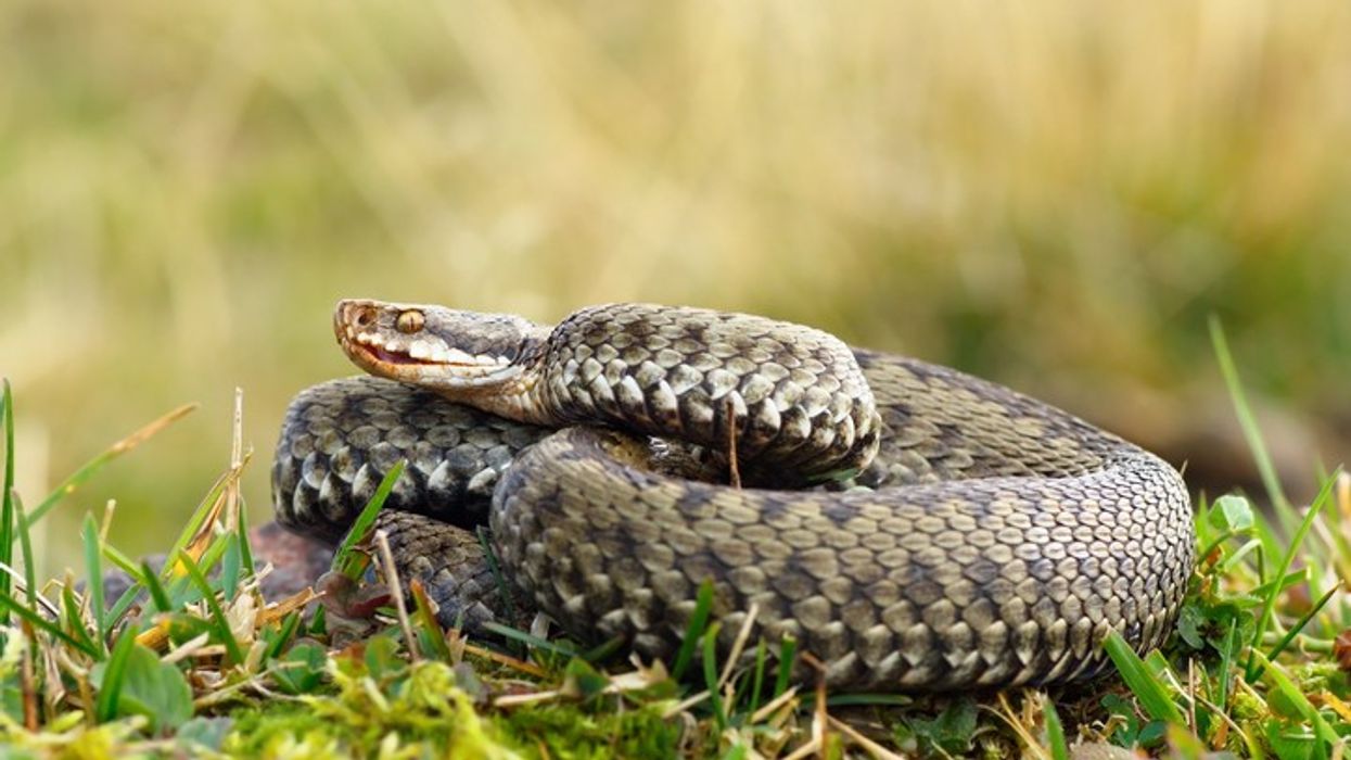 Venomous Adders in London Spark Nationwide Snake Alert