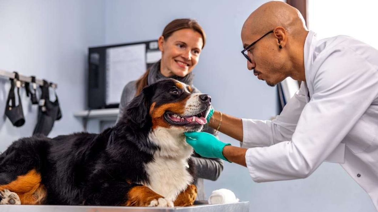veterinarian examining a dog