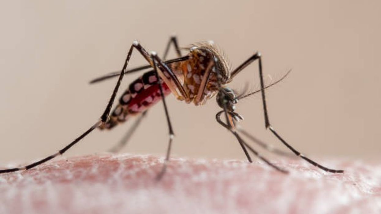 West Nile virus detected in UK mosquitoes