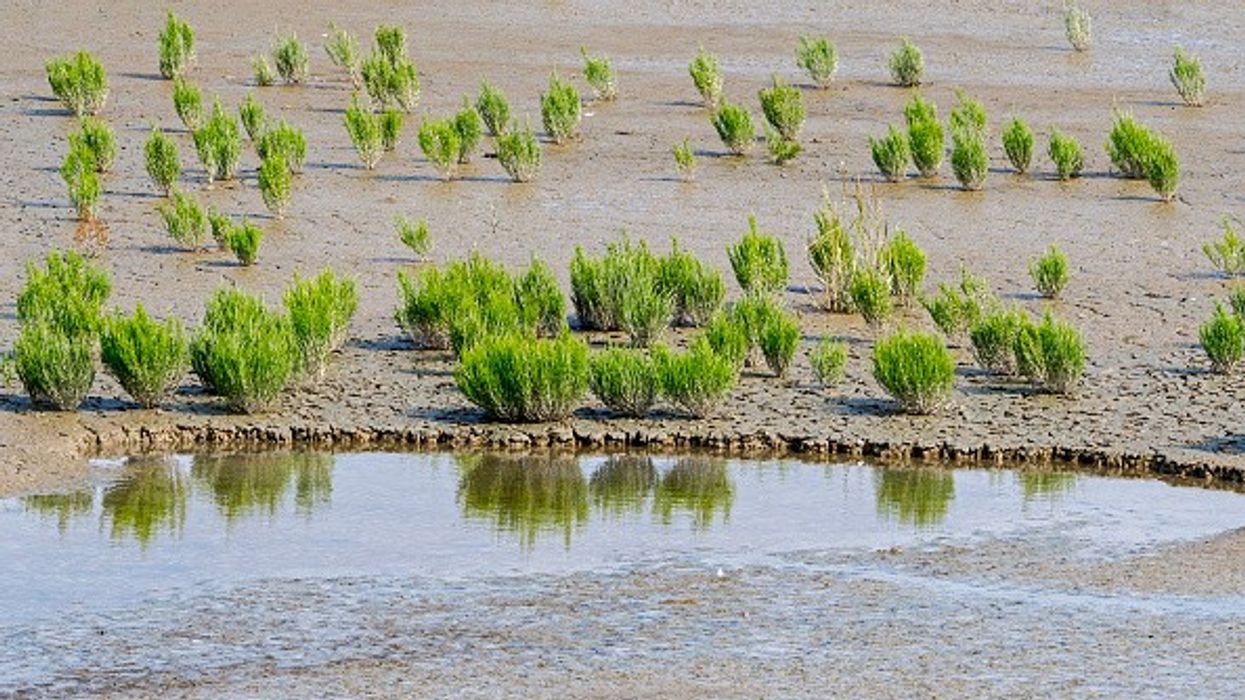 WWF: UK Saltmarshes Crucial for Carbon Storage and Coastal Protection
