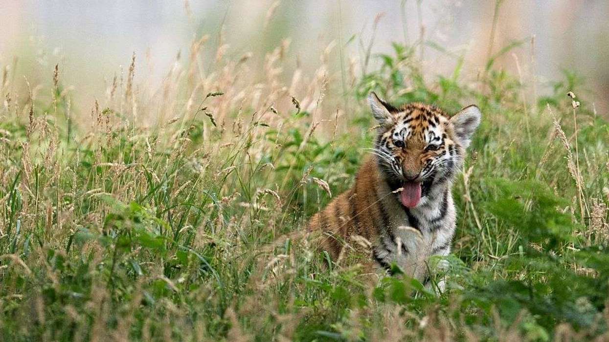 Yorkshire-Wildlife-Park
