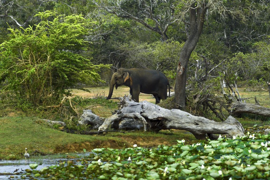 Elephant kills two Sri Lanka cricket stadium staff - EasternEye