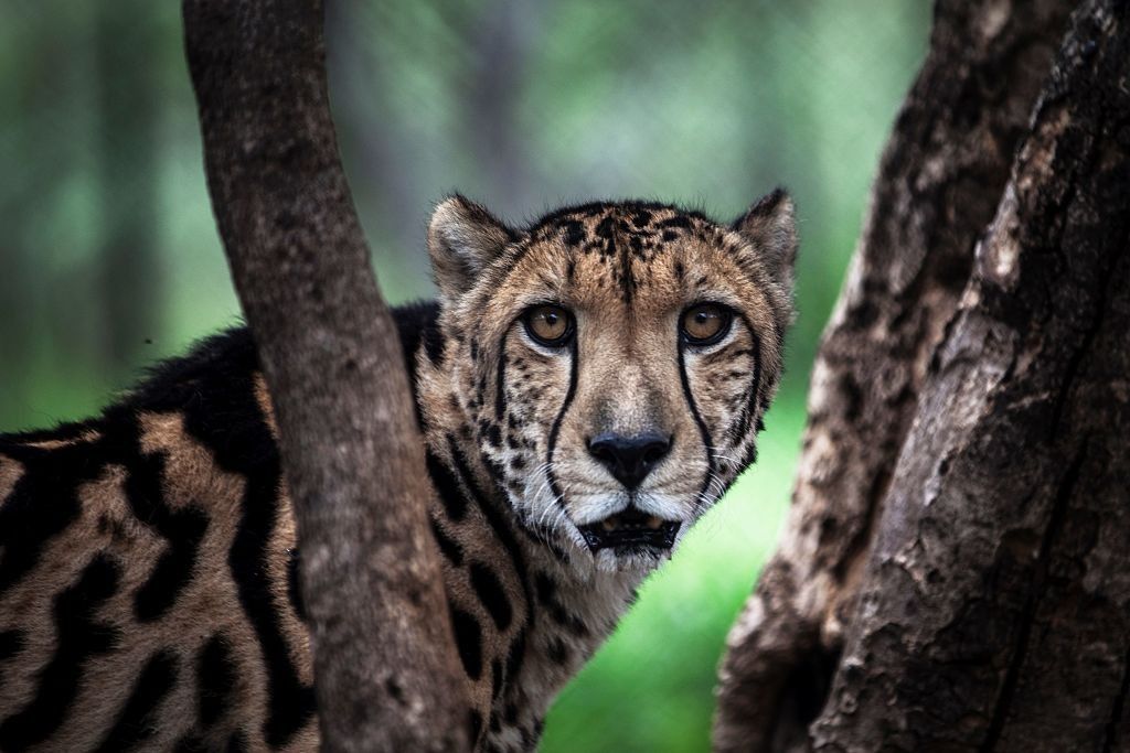 Siete décadas después de la extinción, los guepardos regresan a la India