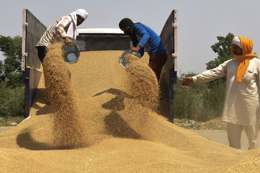 Labourers unload wheat grain from a trailer at a wholesale grain market on the outskirts of Amritsar on April 16, 2022