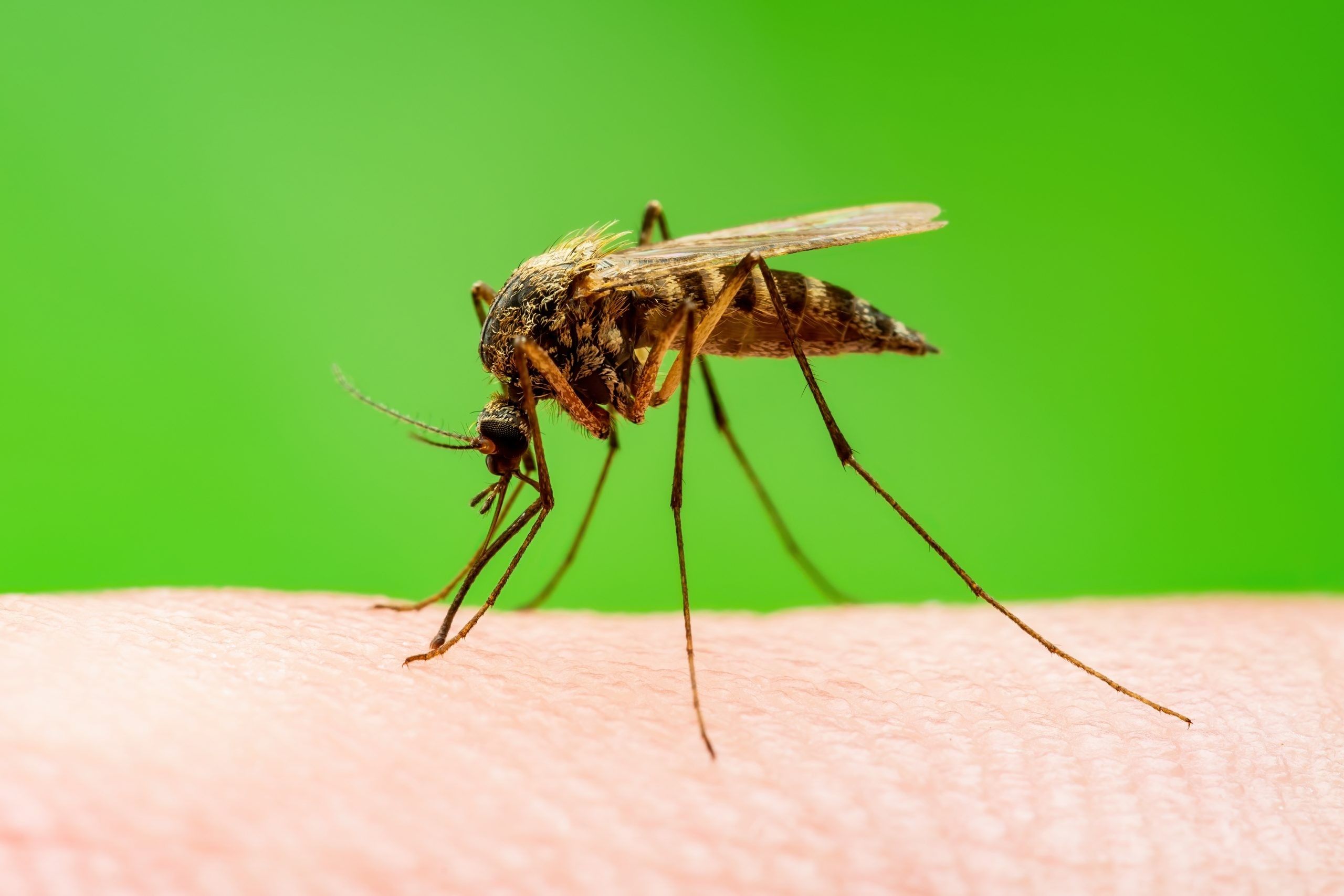 What Is West Nile Virus? The Untold Story—Italys Outbreak & What It Means For You - 61cxxs2