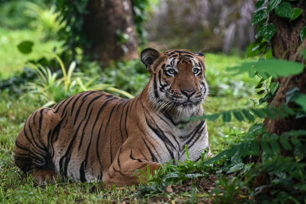 India's tiger population rises above 3,000 - EasternEye