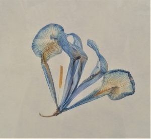 RHS brings botanical art and photography in all its beauty to Chelsea