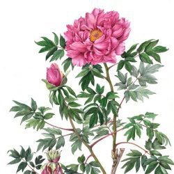 RHS brings botanical art and photography in all its beauty to Chelsea