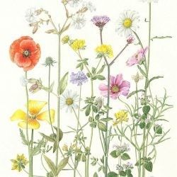 RHS brings botanical art and photography in all its beauty to Chelsea