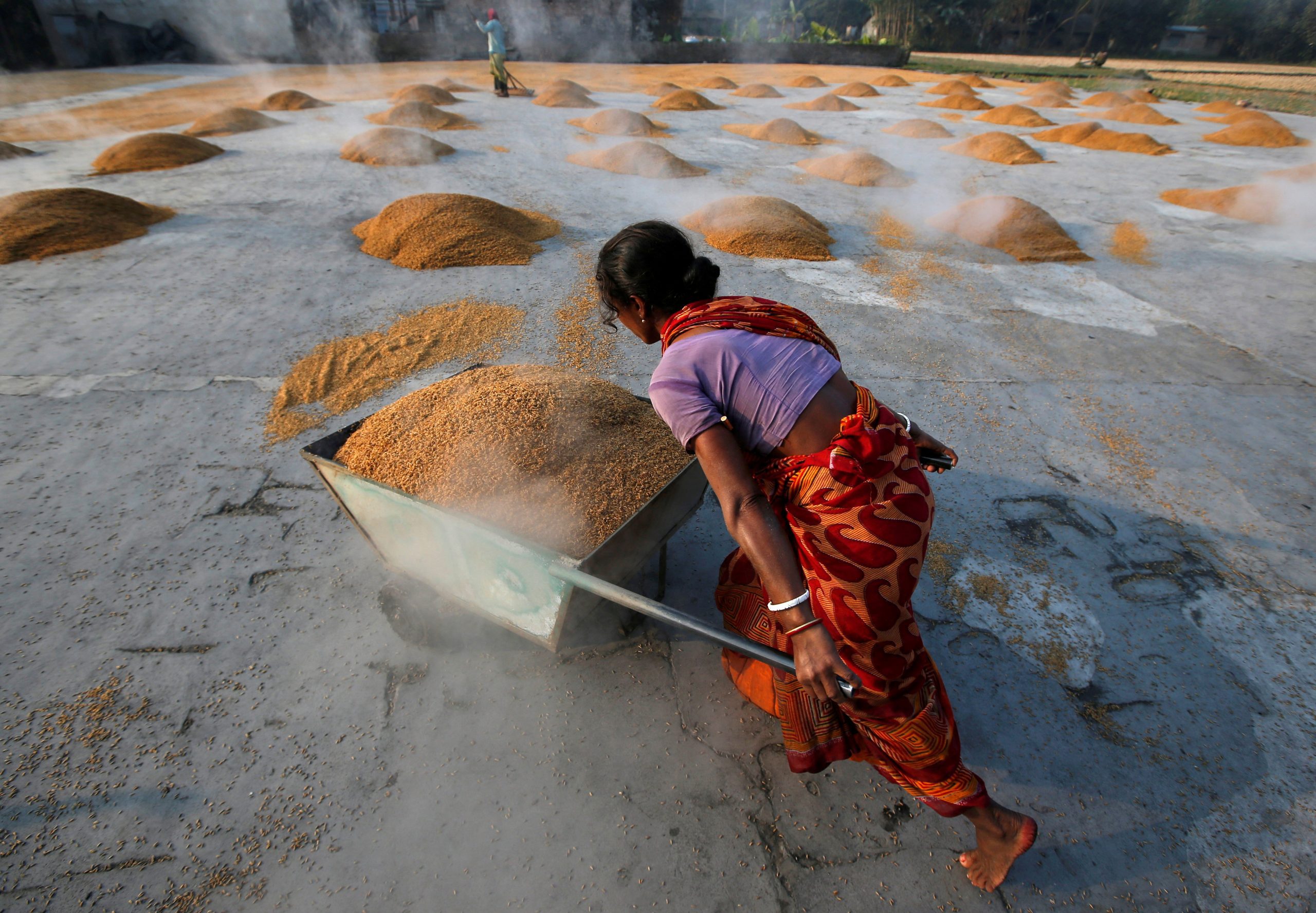 India's rice export ban: Why it matters to global trade - EasternEye