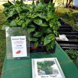 RHS Hampton Court Palace Garden Festival: Dealing with the hot stuff