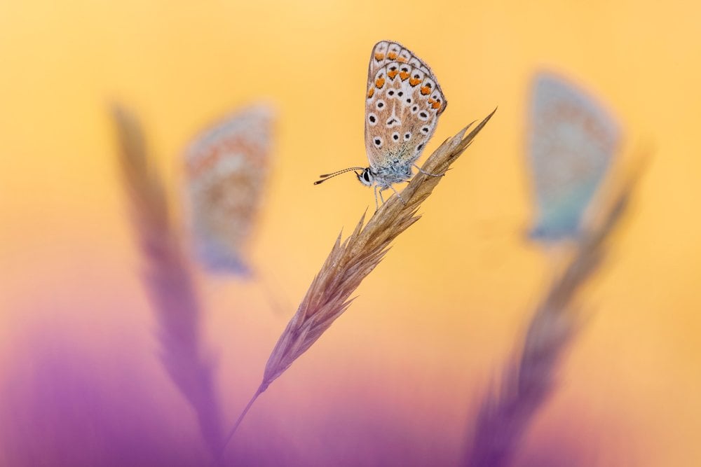 butterflies-british-photography