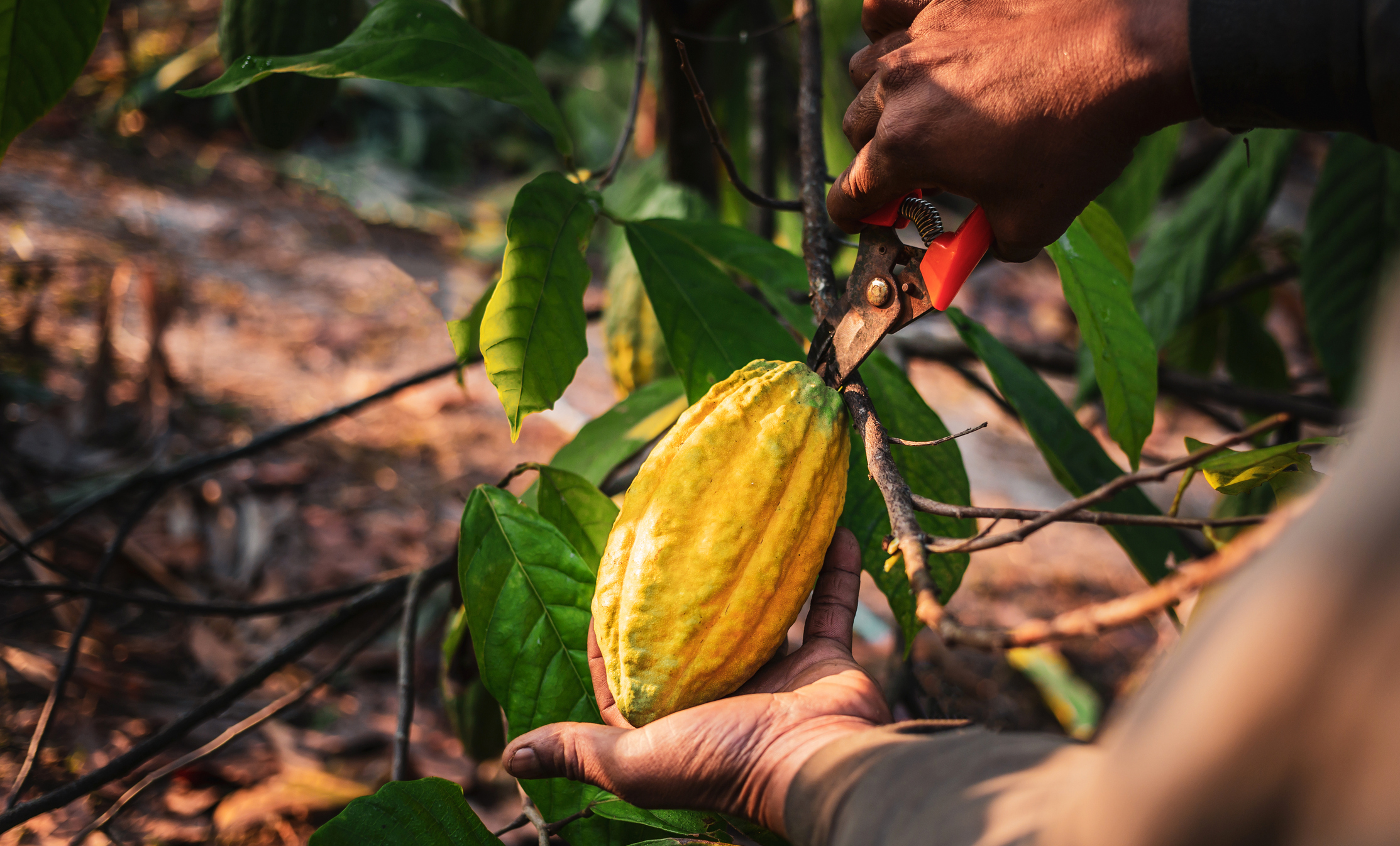 cocoa-plantation