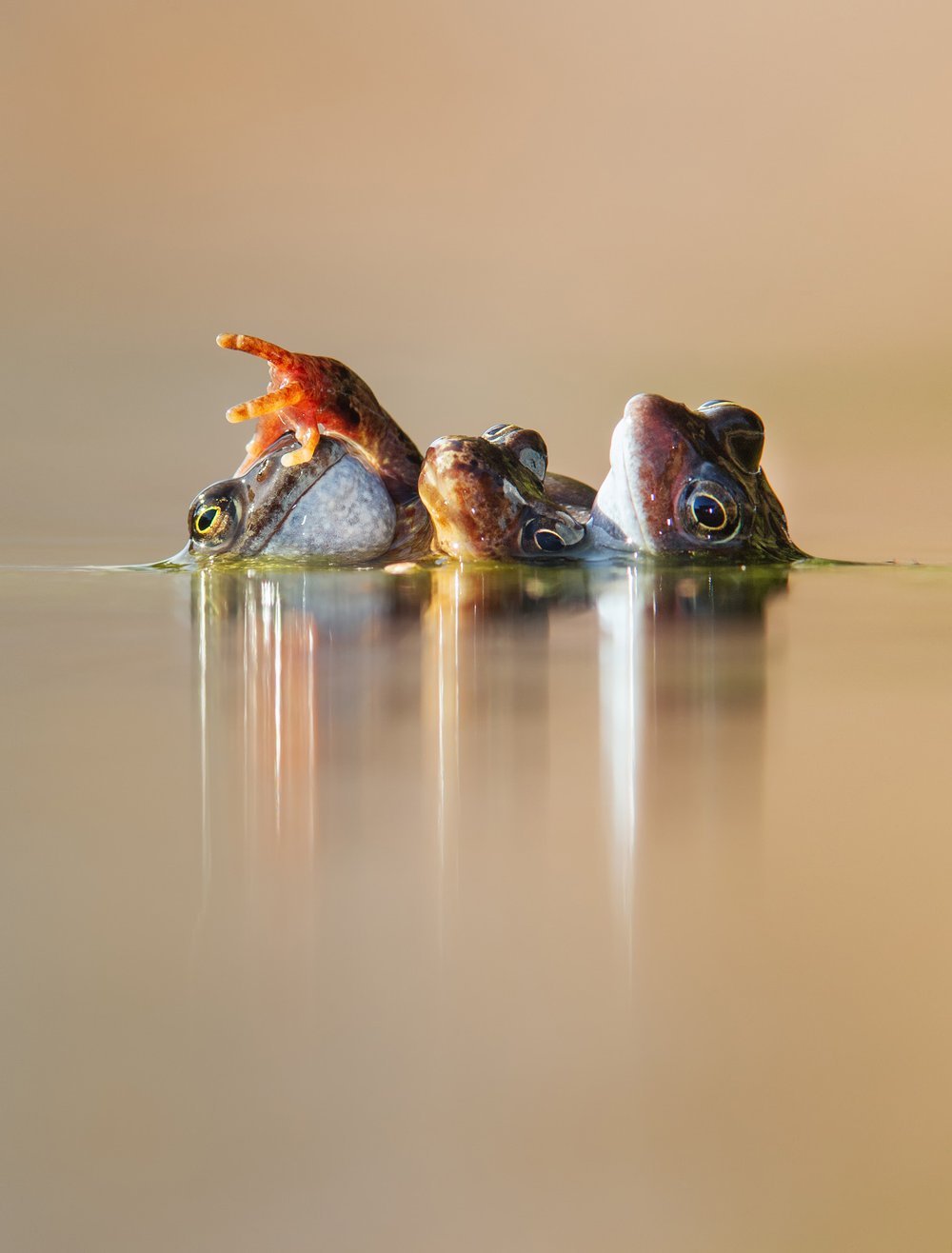 Ian Mason's "Three Frogs in Amplexus" captures common frogs in Perthshire, Scotland, winning the category. (Photo: www.bwpawards.org)