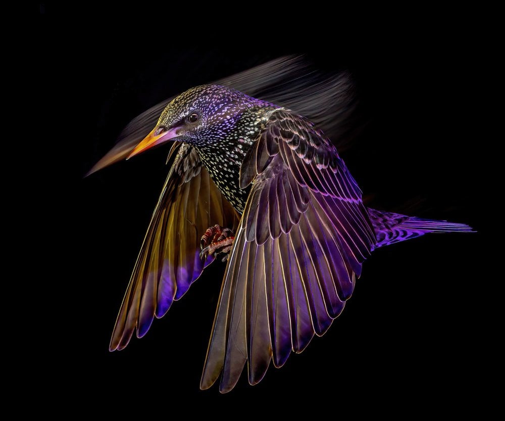 starling-at-night-british-photography