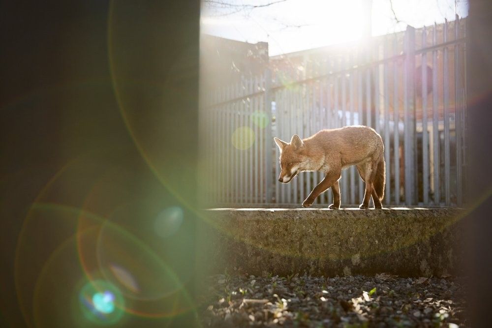 urban-wildlife-british-photography