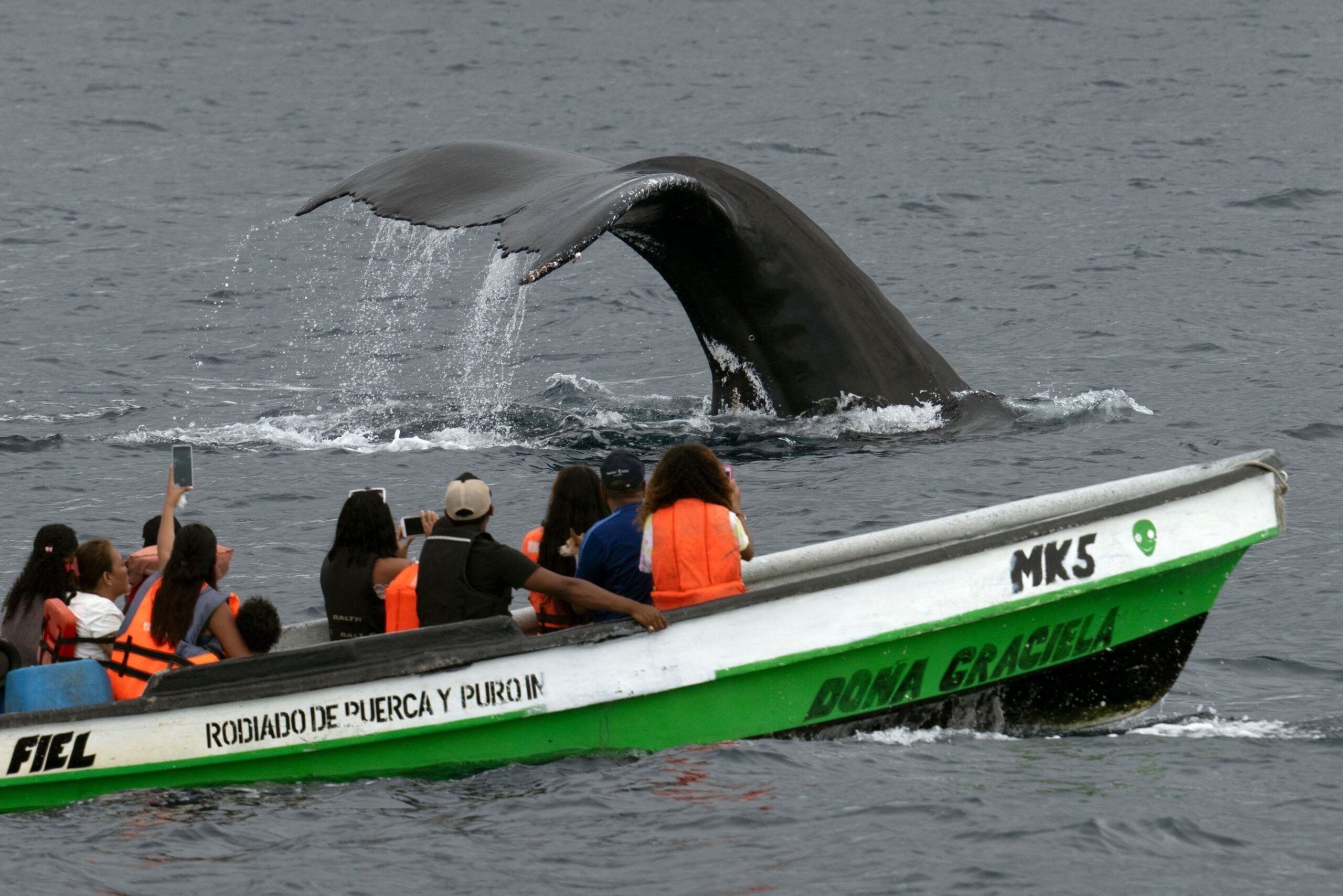 Marine biologists ‘talk’ to humpback whale, call it ‘breakthrough’